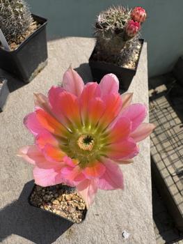 Echinocereus lloydii x dasyacanthus